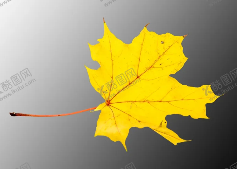 编号：46921607020756094242【酷图网】源文件下载-枫叶素材