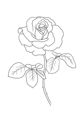 玫瑰花