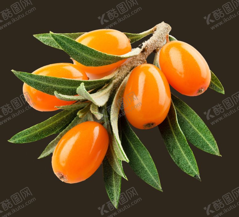 编号：33324410130845302981【酷图网】源文件下载-沙棘果