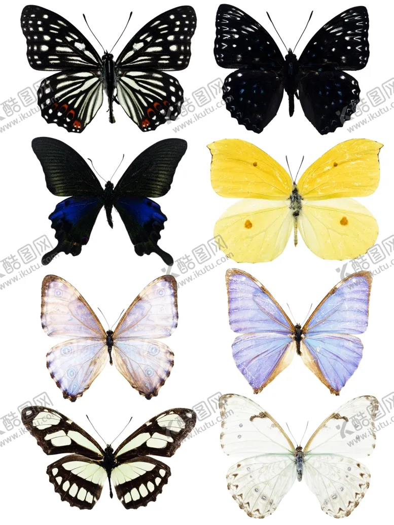 编号：56197410021847286744【酷图网】源文件下载-蝴蝶