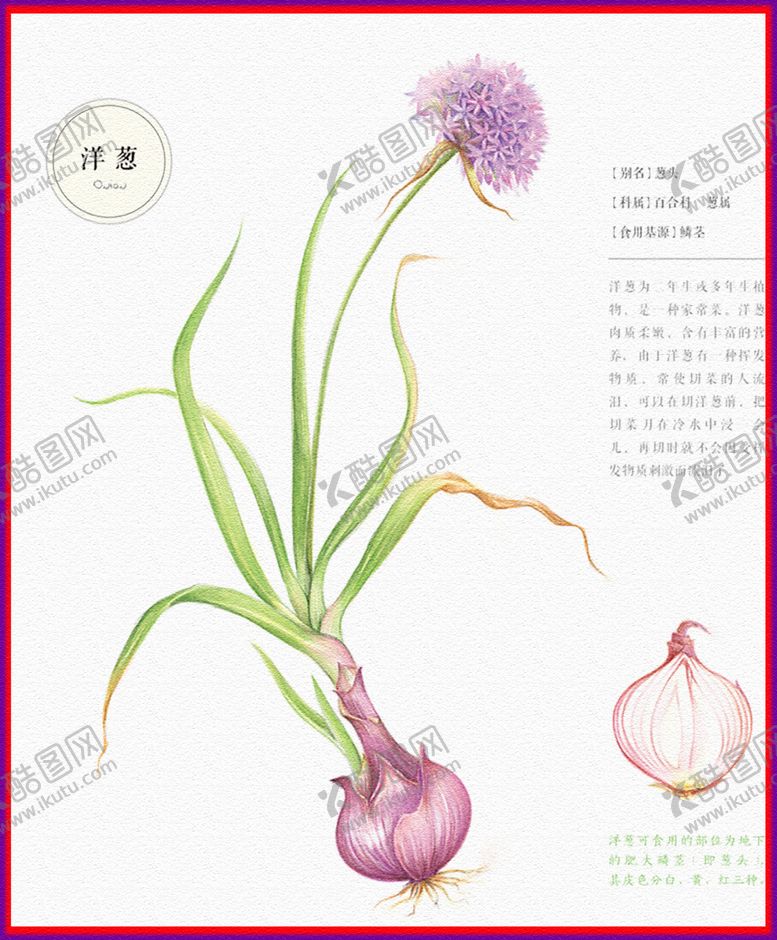 编号：99928105081211458438【酷图网】源文件下载-洋葱
