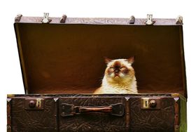 猫咪免抠猛兽走兽鸟类飞禽