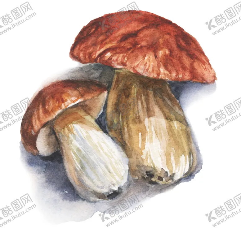 编号：41029606232341408811【酷图网】源文件下载-食物香菇
