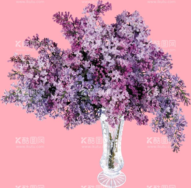 编号：60792101252252366499【酷图网】源文件下载-丁香花