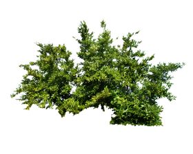 灌木植物