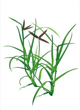 龙爪茅