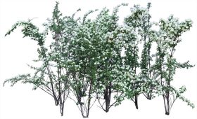 免扣植物树木素材图片
