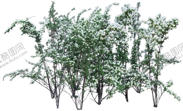 编号：71791605190424023326【酷图网】源文件下载-免扣植物树木素材图片