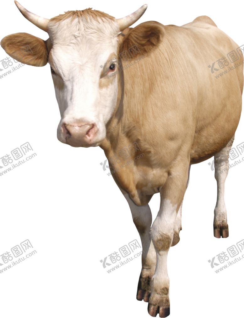 编号：78785010302317325229【酷图网】源文件下载-黄牛