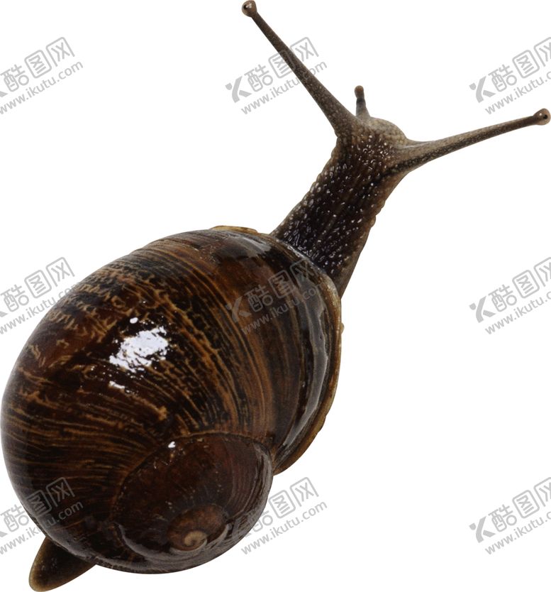 编号：78160909281950545054【酷图网】源文件下载-蜗牛
