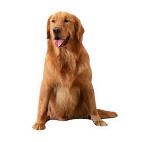 狗狗