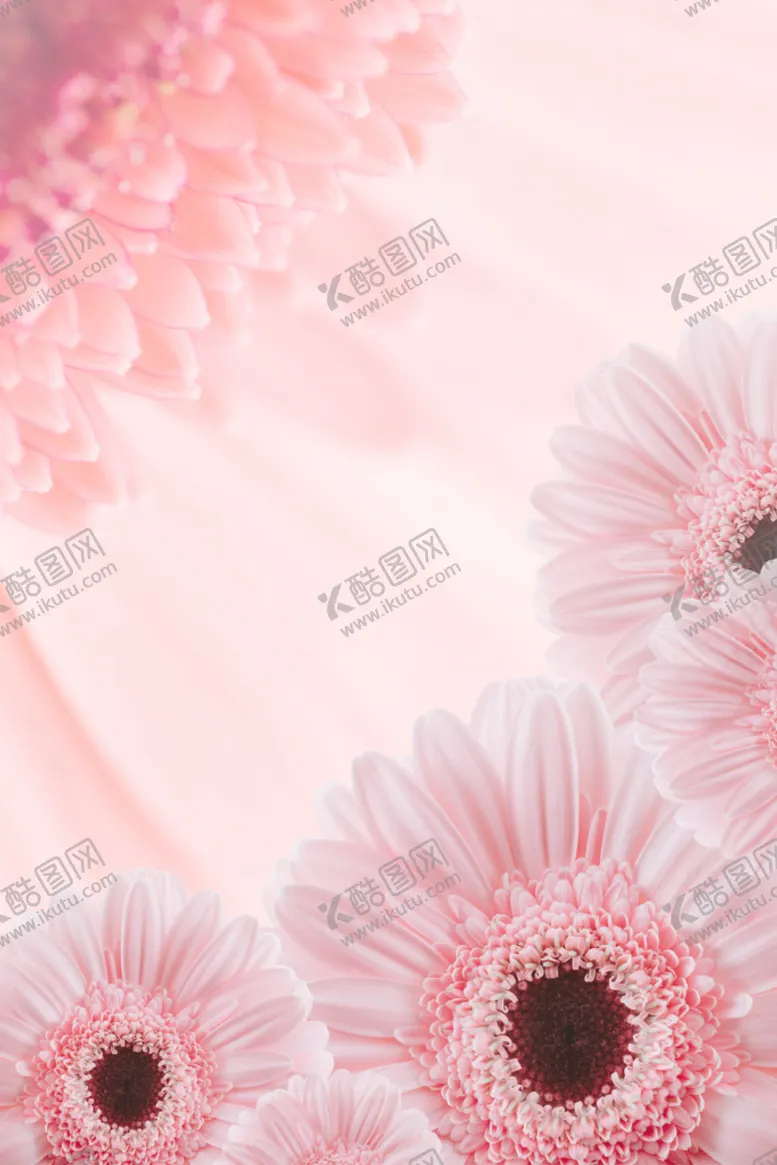 编号：13936411171729136273【酷图网】源文件下载-粉色雏菊背景