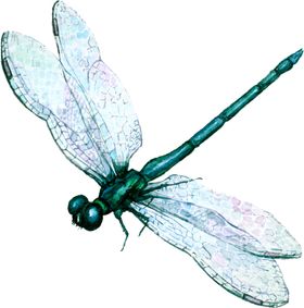 蜻蜓