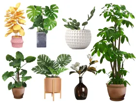 植物