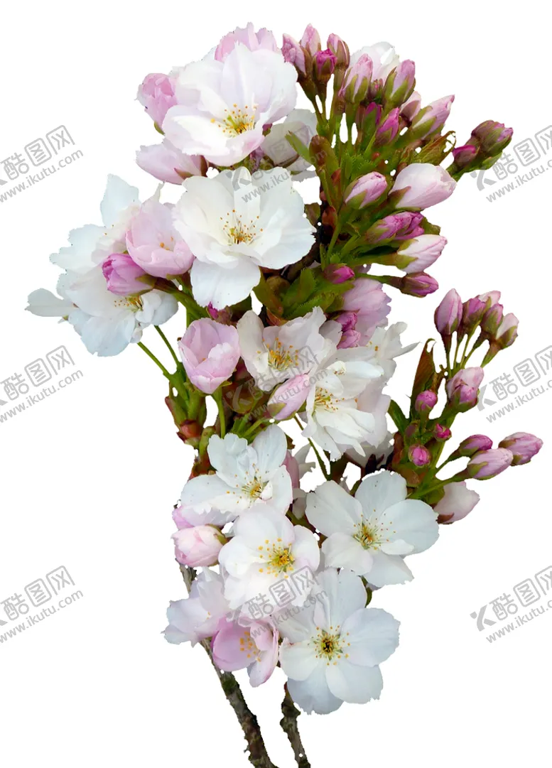 编号：15308609240804417203【酷图网】源文件下载-樱花  花瓣 粉色花 小清新 