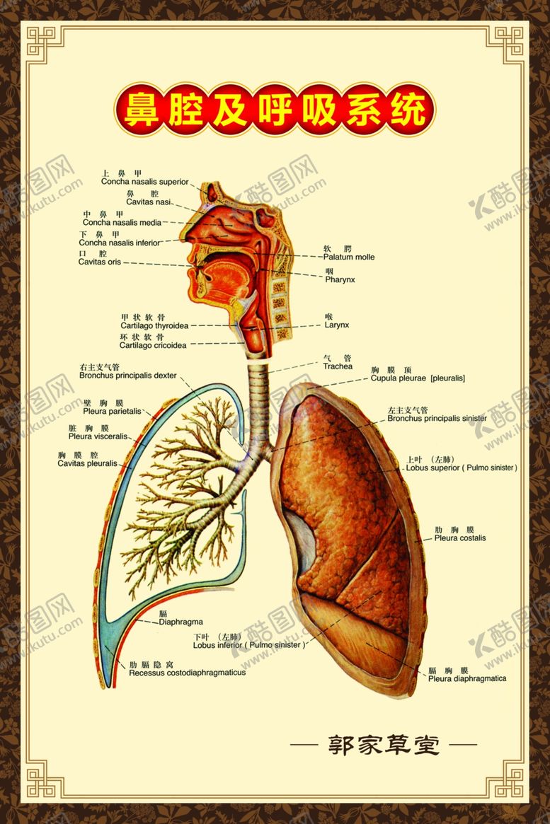 编号：23662010012248353448【酷图网】源文件下载-鼻腔呼吸展板