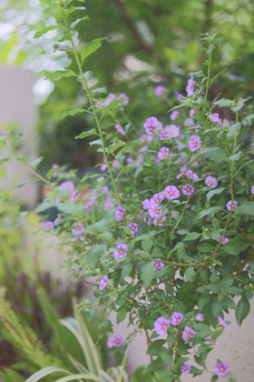 绿植花草小花