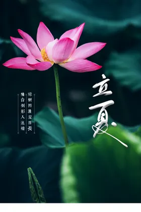 立夏海报宣传荷叶