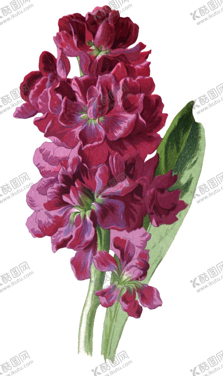 编号：23966307130746301362【酷图网】源文件下载-复古花朵植物图案