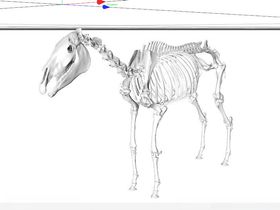 C4D模型骨头