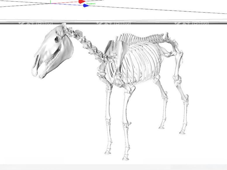 编号：87551912191454171485【酷图网】源文件下载-C4D模型骨头