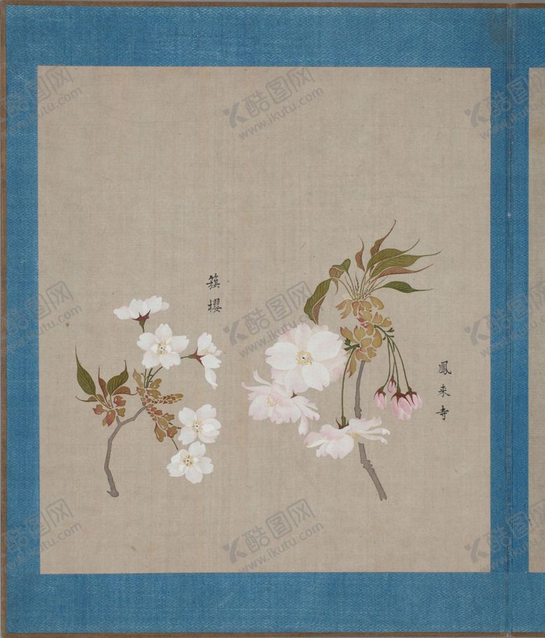 编号：61279303271538295534【酷图网】源文件下载-樱花