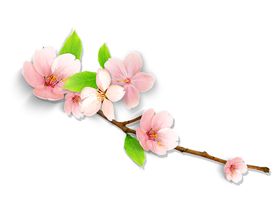 矢量桃花