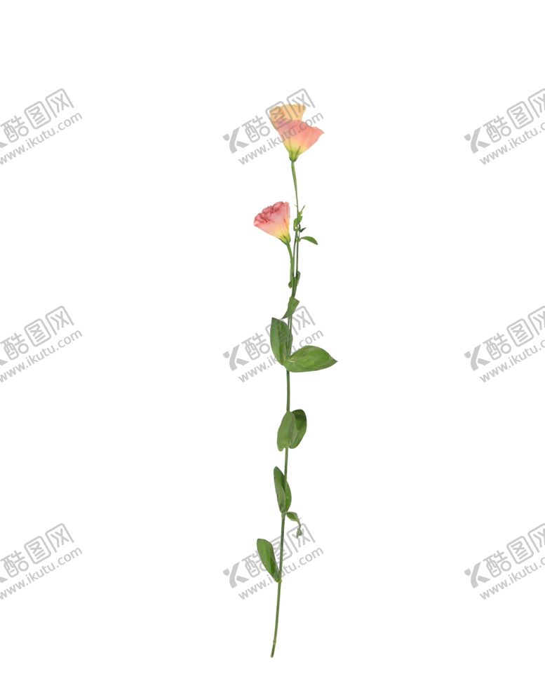 编号：36450710111603268685【酷图网】源文件下载-单只花花枝素材花