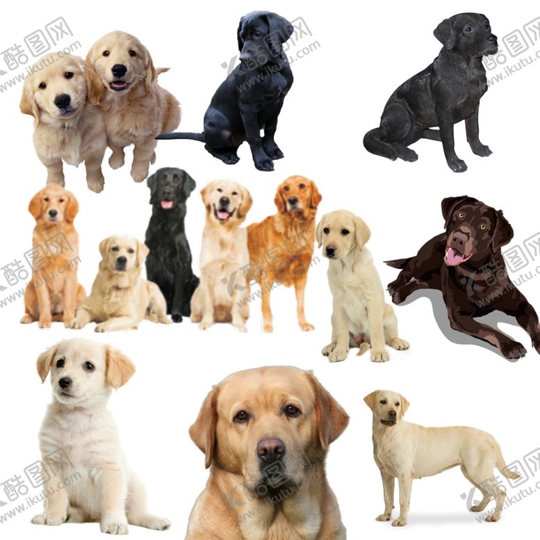 编号：94661409272134389242【酷图网】源文件下载-拉布拉多png免扣高清素材
