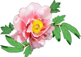 花朵