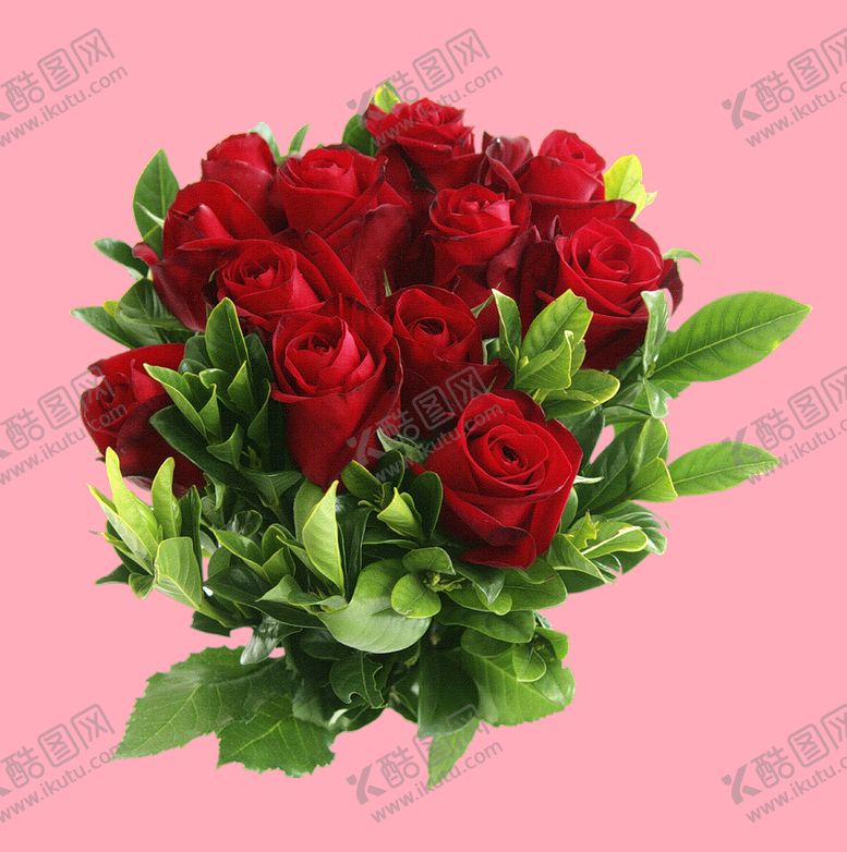 编号：73425809171142497652【酷图网】源文件下载-玫瑰花