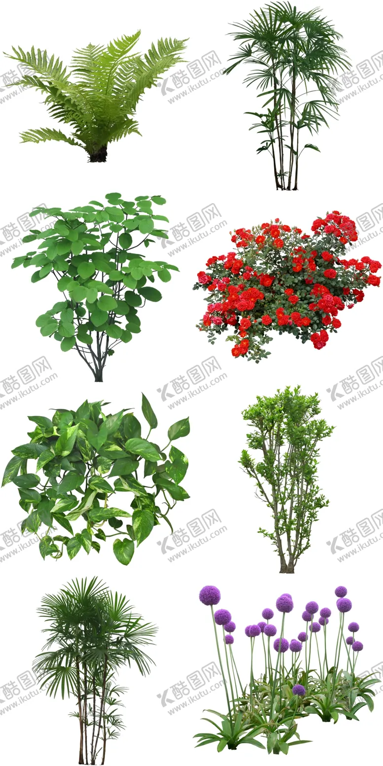 编号：53926611231029375150【酷图网】源文件下载-绿植苗木
