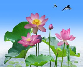 荷花