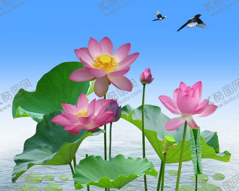 编号：42455710021422082179【酷图网】源文件下载-荷花