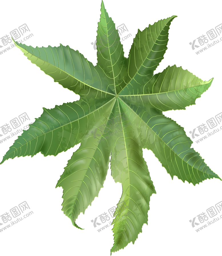 编号：16794409191824175663【酷图网】源文件下载-热带叶
