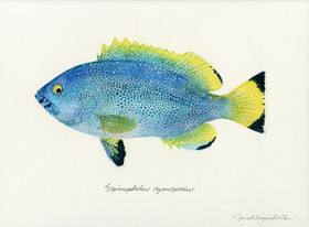 海洋鱼类水彩插画