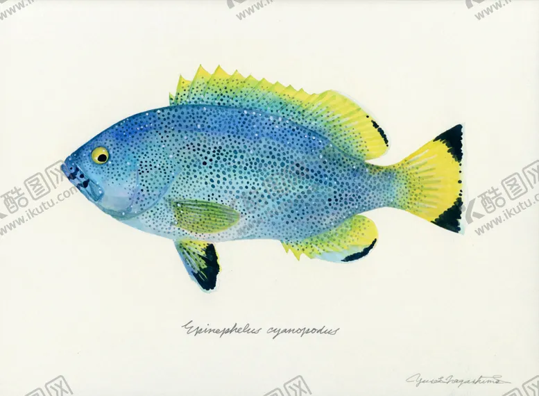 海洋鱼类水彩插画五斑斓装饰芯抽象