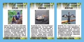 珍稀野生保护动物