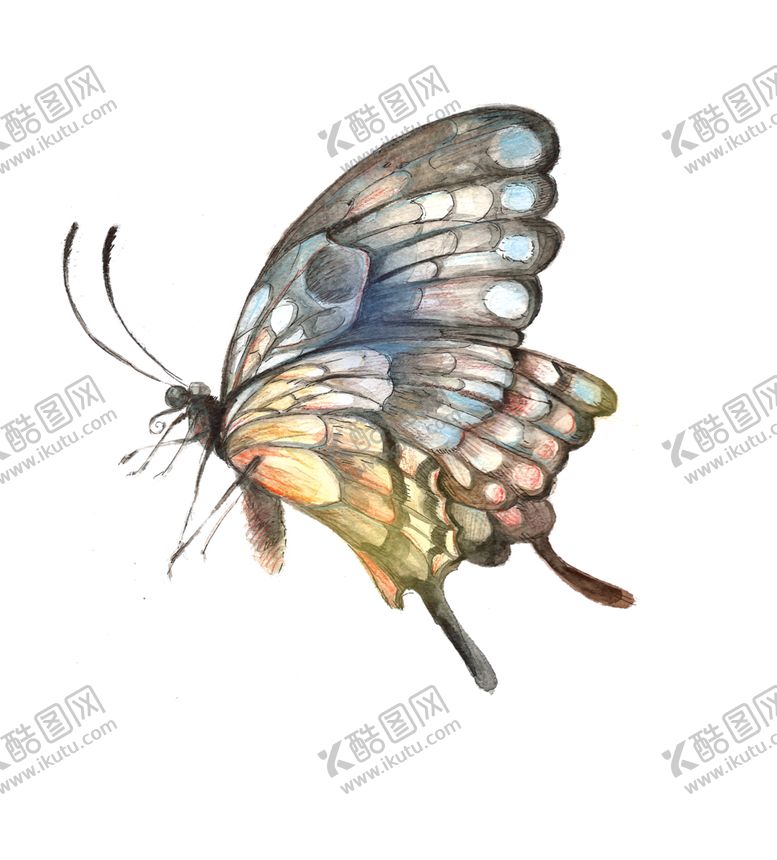 编号：48483209210700152773【酷图网】源文件下载-手绘植物