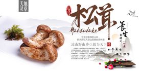 松茸中药药材传统宣传展板