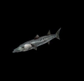 海洋生物