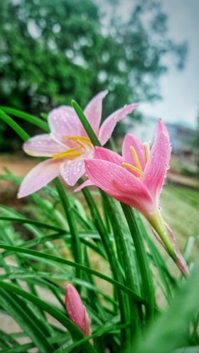 雨后鲜花