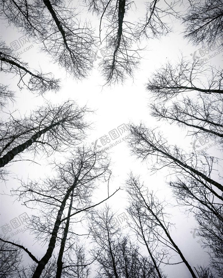 编号：85115109161551349289【酷图网】源文件下载-森林仰视树木