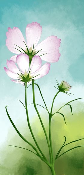 格桑花插画