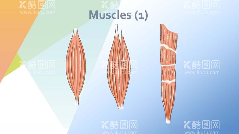 编号：53672612200126139929【酷图网】源文件下载-肌肉