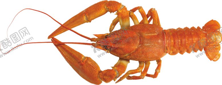 编号：69939609240415046620【酷图网】源文件下载-麻辣小龙虾图案