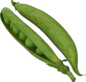 青豆