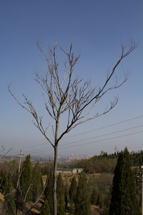 枯树