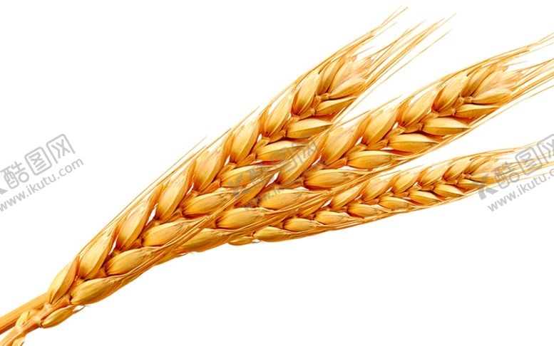 编号：26450409232304306955【酷图网】源文件下载-麦穗