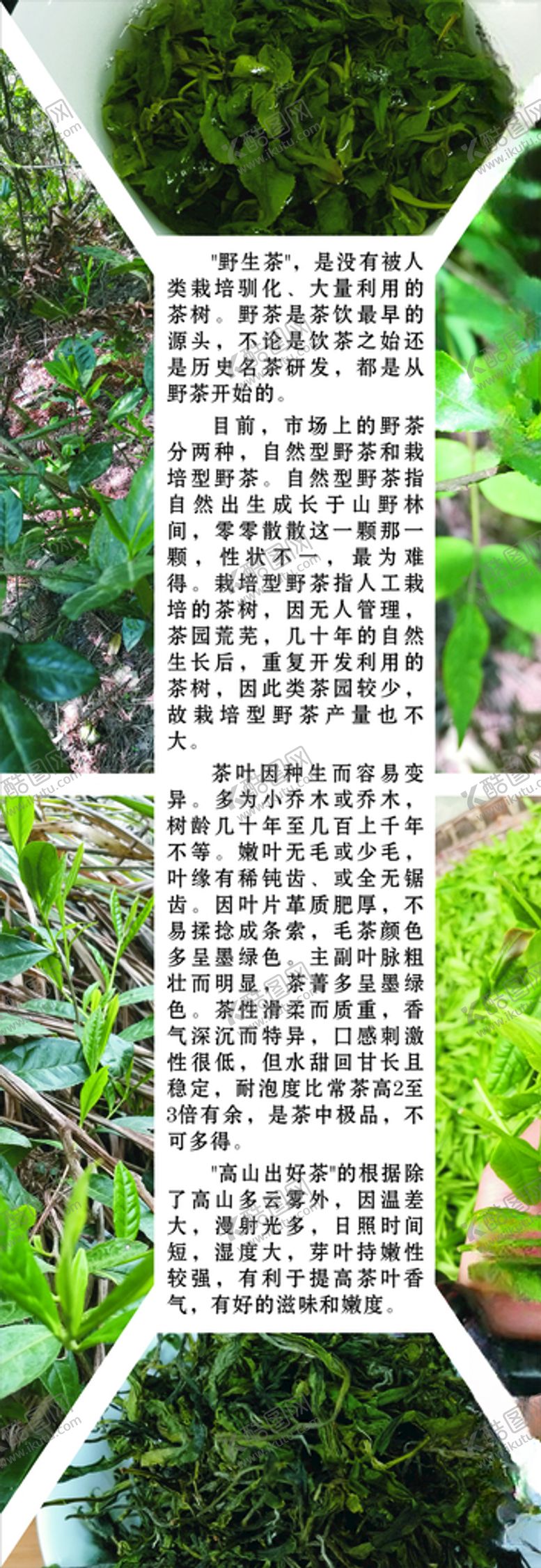 编号：61475209131155572329【酷图网】源文件下载-野生茶野茶